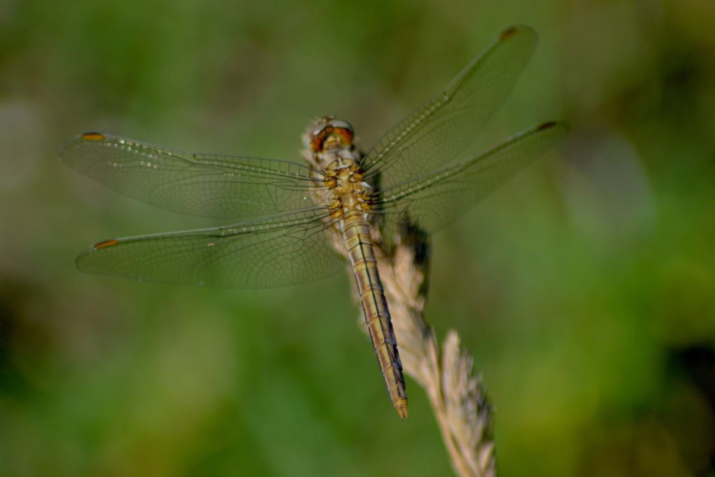 Sympetrum sanguineum?  No, Orthetrum brunneum e Sympetrum striolatum